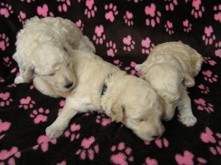 14. den BOREAS 435 g, BECRUX 471 g, BOOTES 437 g